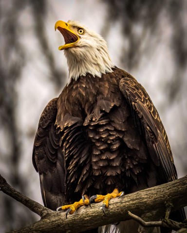 Image of Eagle Watching Over Lake Beshear by Josh Morgan from Dawson Springs